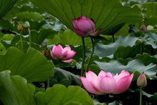 荷花爆料二次曝光视频,揭秘幕后真相与精彩瞬间  第3张